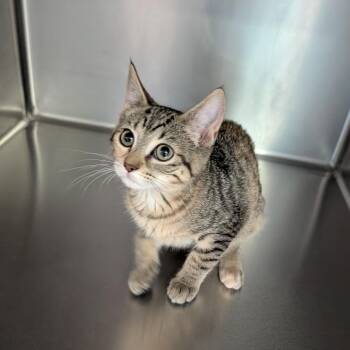 Gabby -  Domestic Short Hair Cat for Adoption in Cape Girardeau, Missouri - Gabby | PetCurious
