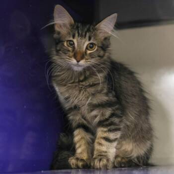 Rebecca -  Domestic Short Hair Cat for Adoption in Los Angeles, California - Rebecca | PetCurious