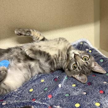 Rescue Domestic Short Hair Cats for Adoption in Antioch, California - Toadette | PetCurious