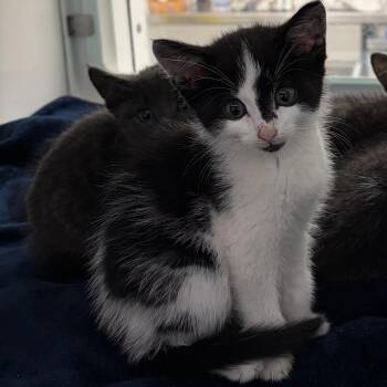 Rory -  Domestic Short Hair Cat for Adoption in Peconic, New York - Rory | PetCurious