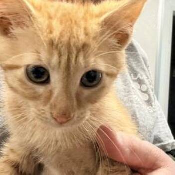 Dorito -  Domestic Short Hair Cat for Adoption in Horn Lake, Mississippi - Dorito | PetCurious