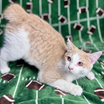 Rescue Domestic Short Hair Cats for Adoption in Rixeyville, Virginia - Sammie | PetCurious