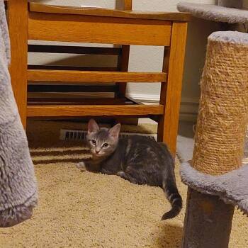 Daisy -  Domestic Short Hair Cat for Adoption in Nampa, Idaho - Daisy | PetCurious