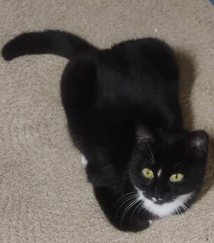 Domestic Short Hair Cats Available for Adoption - Crawford | PetCurious