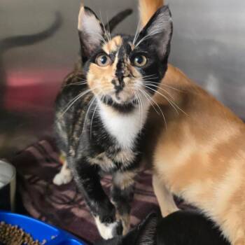 Fenugreek -  Domestic Short Hair Cat for Adoption in Spokane, Washington - Fenugreek | PetCurious