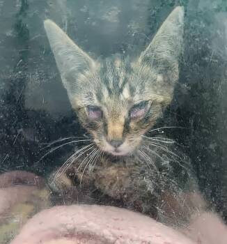 Slug -  Domestic Short Hair Cat for Adoption in Nashville, Tennessee - Slug | PetCurious