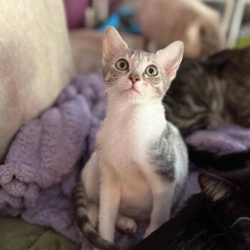 Carol Bobby -  Domestic Short Hair Cat for Adoption in Port Richey, Florida - Carol Bobby | PetCurious