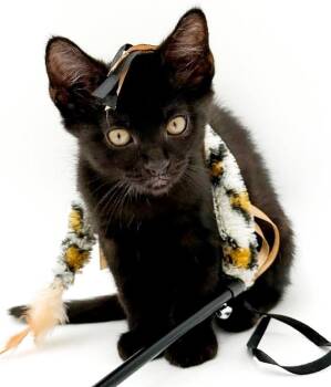 Black Eyed Pea is always a winner -  Bombay Cat for Adoption in Bedford Hills, New York - Black Eyed Pea Is Always A Winner | PetCurious
