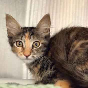 Rhaena -  Domestic Short Hair Cat for Adoption in West Palm Beach, Florida - Rhaena | PetCurious