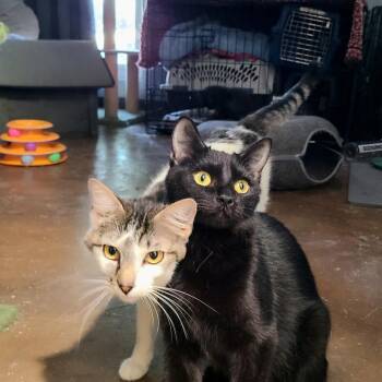 Namaste -  Domestic Short Hair Cat for Adoption in Layton, Utah - Namaste | PetCurious