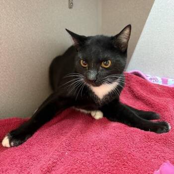 Domestic Short Hair Cats Available for Adoption in Pittsburgh, Pennsylvania - Ninja | PetCurious