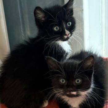 Domestic Short Hair Cats Available for Adoption in East Hanover, New Jersey - Verdi | PetCurious