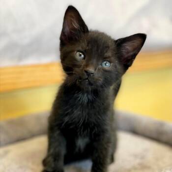 Rescue Domestic Short Hair Cats for Adoption in Boca Raton, Florida - Onyx | PetCurious