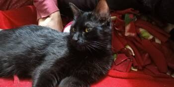 Domestic Short Hair Cats Available for Adoption in Hamilton, Ontario - Tessa | PetCurious