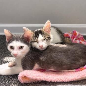 Chonkasaurus Kershaw, needs a cat buddy -  Domestic Short Hair Cat for Adoption in Hudson, Massachusetts - Chonkasaurus Kershaw, Needs A Cat Buddy | PetCurious