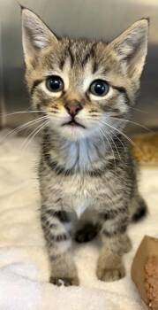 United -  Domestic Short Hair Cat for Adoption in West Chester, Pennsylvania - United | PetCurious