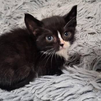 Velcro -  Domestic Short Hair Cat for Adoption in Minneapolis, Minnesota - Velcro | PetCurious