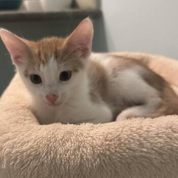 Joey -  Domestic Short Hair Cat for Adoption in Los Angeles, California - Joey | PetCurious