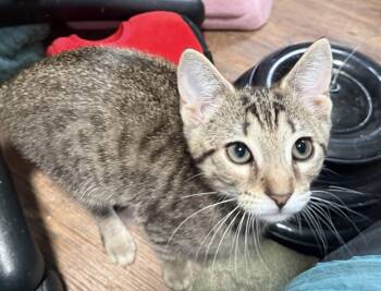 Domestic Short Hair Cats Available for Adoption in Buffalo, New York - Dottie | PetCurious