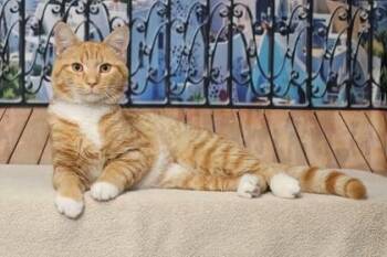Flash -  Domestic Short Hair Cat for Adoption in West Chester, Pennsylvania - Flash | PetCurious