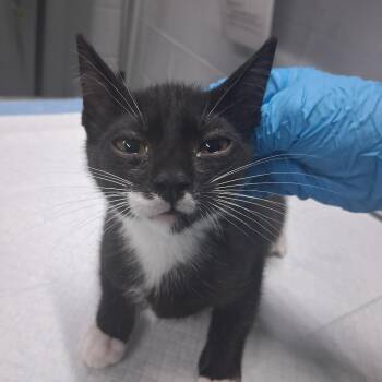 Coach -  Domestic Short Hair Cat for Adoption in Summerville, South Carolina - Coach | PetCurious