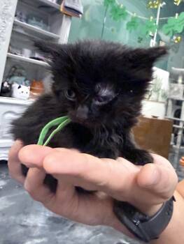 Domestic Long Hair Cats Available for Adoption - Neola | PetCurious