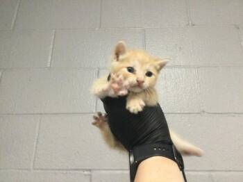 Domestic Short Hair Cats Available for Adoption in Thousand Palms, California - A1918571 | PetCurious