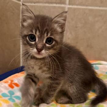 Domestic Medium Hair Cats Available for Adoption in Sunnyvale, California - Oregano | PetCurious