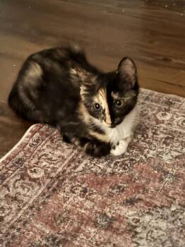 D&D kittens: Cece the Barbarian -  Domestic Medium Hair and Calico Cat for Adoption - D&D Kittens: Cece The Barbarian | PetCurious