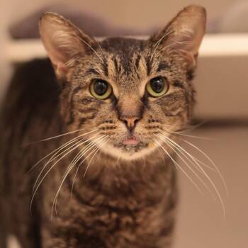 The Gremlin -  Domestic Short Hair Cat for Adoption in Philadelphia, Pennsylvania - The Gremlin | PetCurious