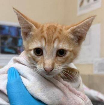Hobbes -  Domestic Short Hair Cat for Adoption in Honolulu, Hawaii - Hobbes | PetCurious