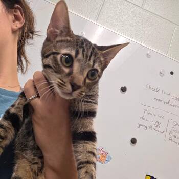 Po -  Domestic Short Hair Cat for Adoption in Chattanooga, Tennessee - Po | PetCurious