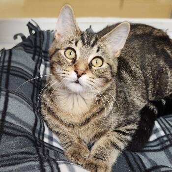 Floki -  Tabby Cat for Adoption in Marshfield, Wisconsin - Floki | PetCurious