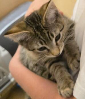 Tiger -  Tabby Cat Available for Adoption in San Antonio, Texas - Tiger | PetCurious