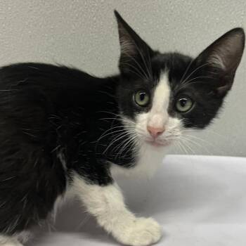 Domestic Short Hair Cats Available for Adoption in Tampa, Florida - Rodney | PetCurious