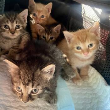 Kittens -  Domestic Short Hair Cat for Adoption in High View, West Virginia - Kittens | PetCurious