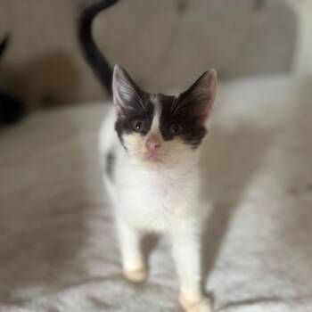 Talulah -  Domestic Short Hair Cat for Adoption in Parrish, Alabama - Talulah | PetCurious