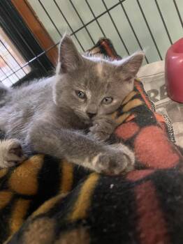 Nova -  Domestic Short Hair Cat for Adoption in Cortland, New York - Nova | PetCurious