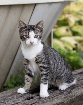 Jake -  Domestic Short Hair Cat for Adoption in Chicago, Illinois - Jake | PetCurious
