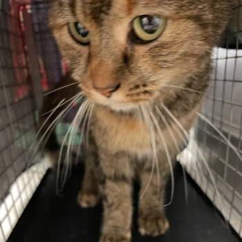 Relaina -  Domestic Short Hair Cat for Adoption in Des Moines, Iowa - Relaina | PetCurious