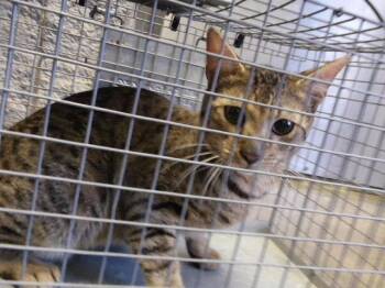 LOVERBOY -  Domestic Short Hair Cat for Adoption in Tulsa, Oklahoma - LOVERBOY | PetCurious