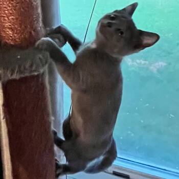 Rosalie -  Domestic Short Hair Cat for Adoption in Normal, Illinois - Rosalie | PetCurious