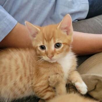Rusty -  Domestic Short Hair Cat for Adoption in Temecula, California - Rusty | PetCurious
