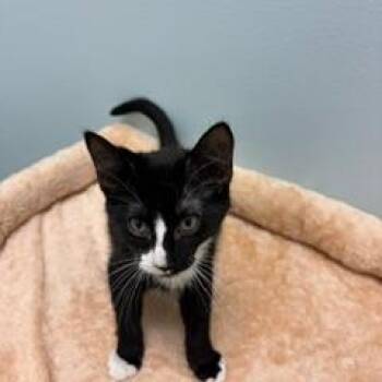 Oliver -  Domestic Short Hair Cat for Adoption in Greensboro, Georgia - Oliver | PetCurious