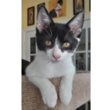 Bentley -  Domestic Short Hair Cat for Adoption in Newport News, Virginia - Bentley | PetCurious