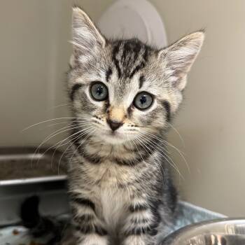 Rescue Domestic Short Hair Cats for Adoption in Jacksboro, Tennessee - Noelle | PetCurious