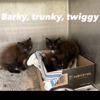 Barky -  Domestic Medium Hair Cat for Adoption in Normal, Illinois - Barky | PetCurious