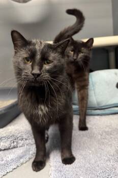 Domestic Short Hair Cats Available for Adoption in Blair, Nebraska - Asher And Forest  | PetCurious