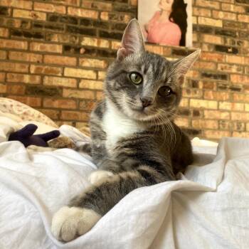 Anchovy -  Domestic Short Hair Cat for Adoption in La Grange, Kentucky - Anchovy | PetCurious