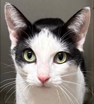 Serendipity -  Domestic Short Hair Cat Available for Adoption in Bolivia, North Carolina - Serendipity | PetCurious